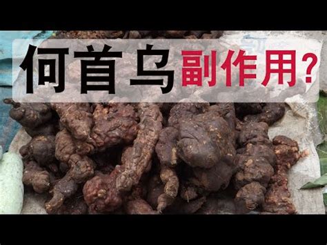 何烏首|何首烏